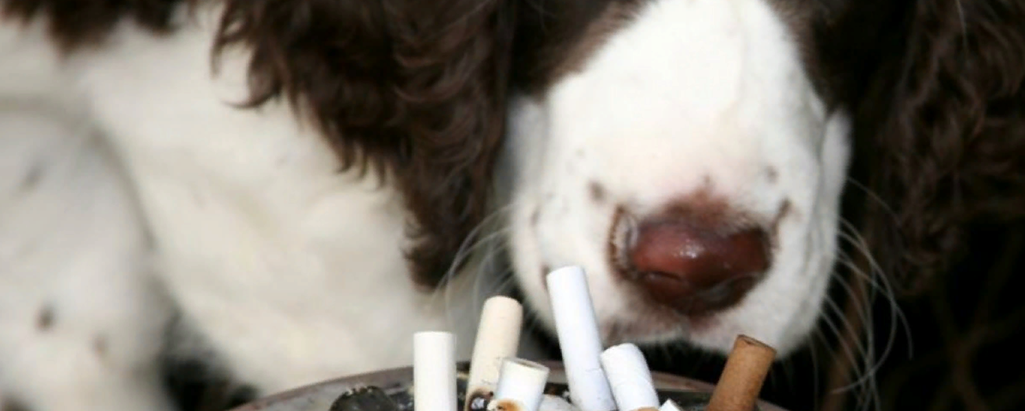 Кинолог напомнил, почему опасно курить при собаке